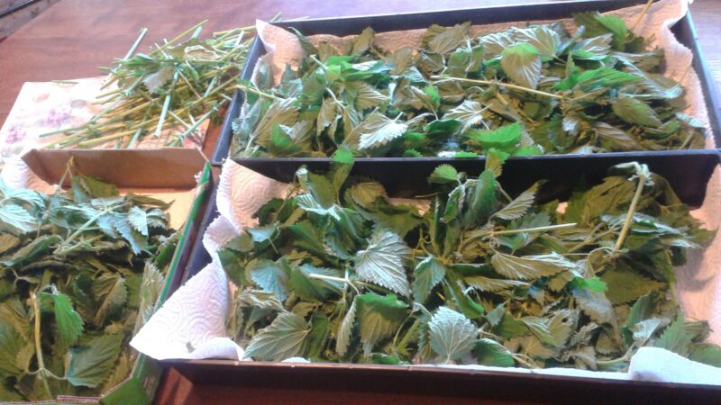 Simply Amazing Stinging Nettle!